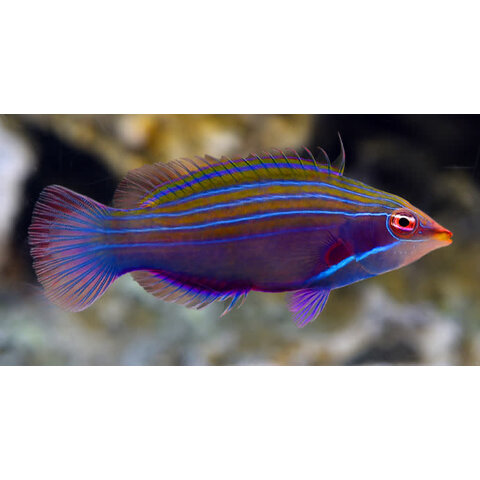 Pink Streak Wrasse