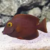 Yellow Eye Bristletooth Tang