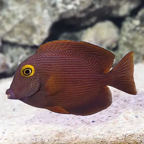 Yellow Eye Bristletooth Tang