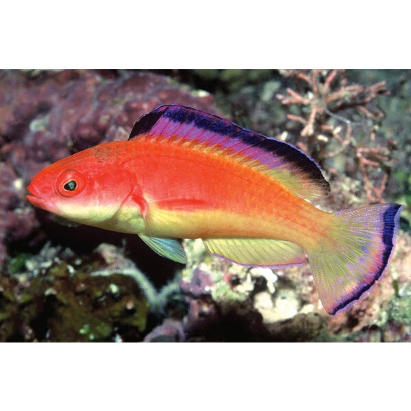 Hooded Fairy Wrasse | Aquarium Illusions Inc 17211 - 107 ave NW