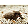 Red Leg Hermit Crab