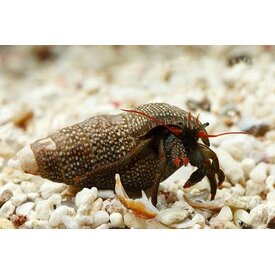  Red Leg Hermit Crab