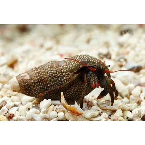 Red Leg Hermit Crab