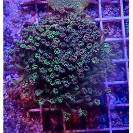  Ultra Grade Goniopora Frag