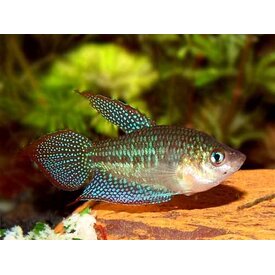  Sparkling Gourami