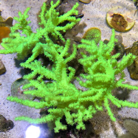  Neon Green Nepthea