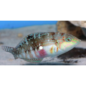  Picture Wrasse