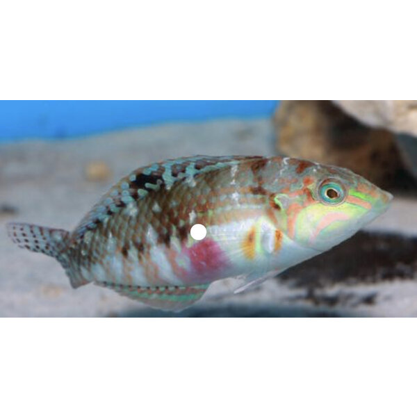  Picture Wrasse
