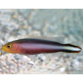  Rainbow Psudochromis