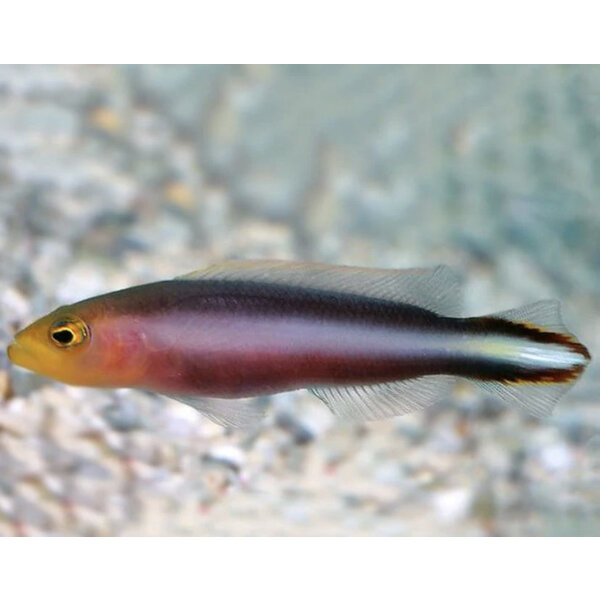  Rainbow Psudochromis