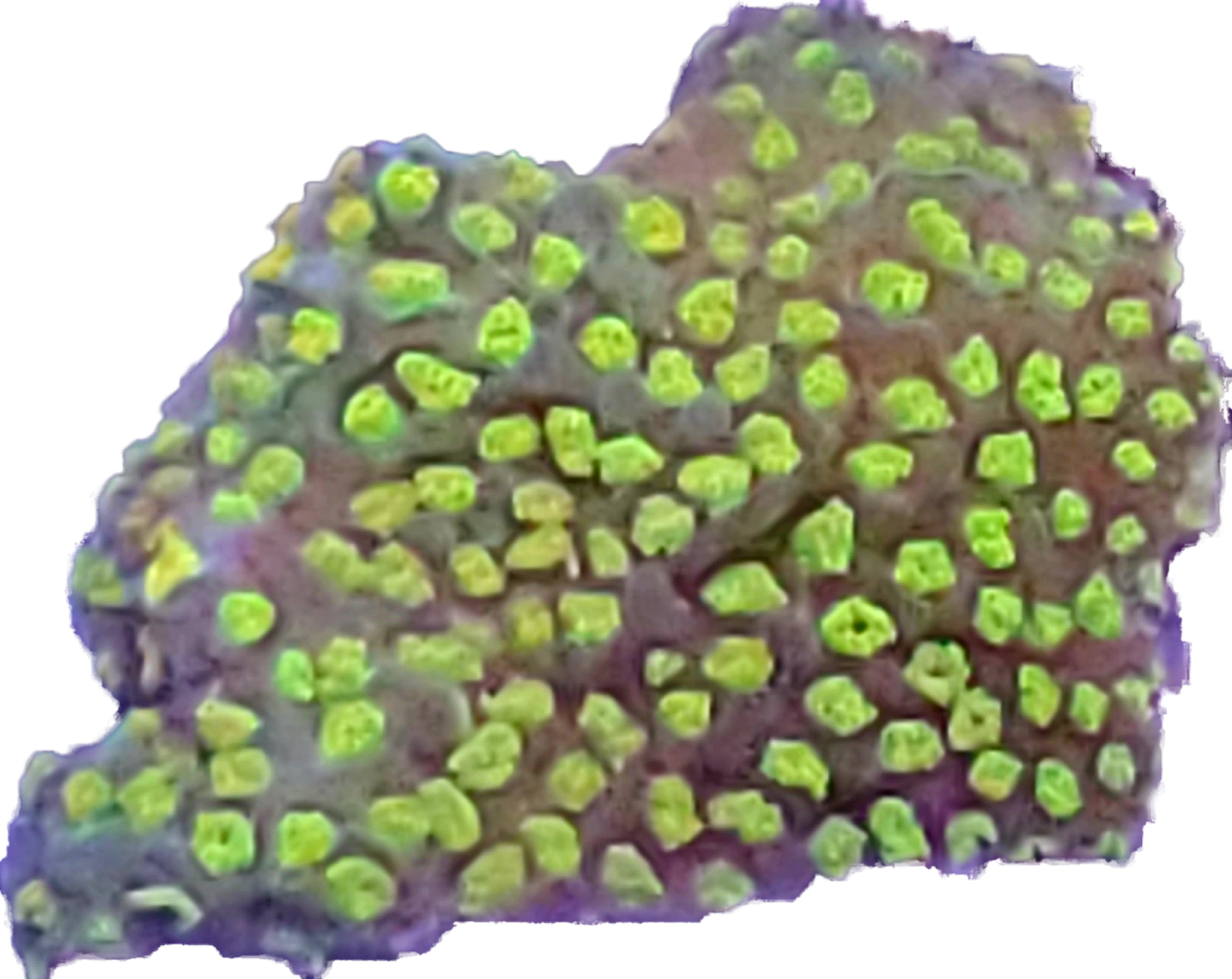 WYSIWYG RAINBOW MONTIPORA 9 | Aquarium Illusions Inc 17211 - 107 ave NW