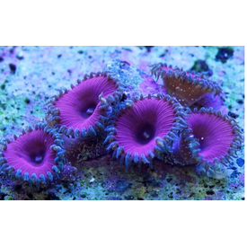  Purple Death Zoa Frag