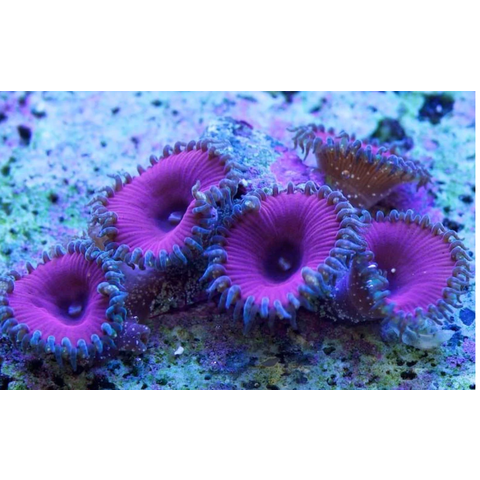 Purple Death Zoa Frag