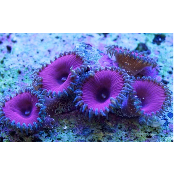  Purple Death Zoa Frag