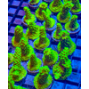 Bali Green Slimer Acro Frag