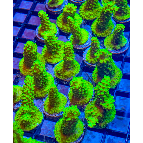 Bali Green Slimer Acro Frag