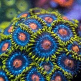  Blow Pop Zoa Frag