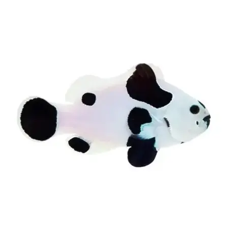 Black  Storm Ocellaris