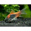 Venuzuelan Corydora