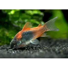  Venuzuelan Corydora