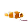 Tangerine Albino Ocellaris Clownfish