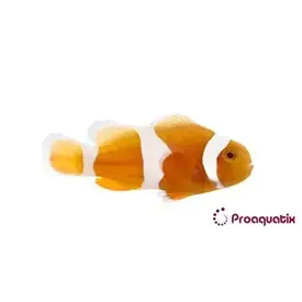  Tangerine Albino Ocellaris Clownfish