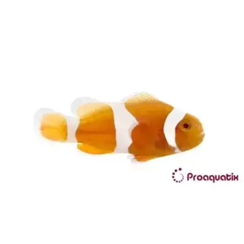 Tangerine Albino Ocellaris Clownfish
