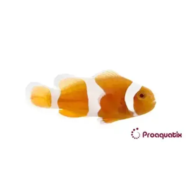  Tangerine Albino Ocellaris Clownfish