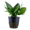Hygrophila corymbosa 'compact' potted