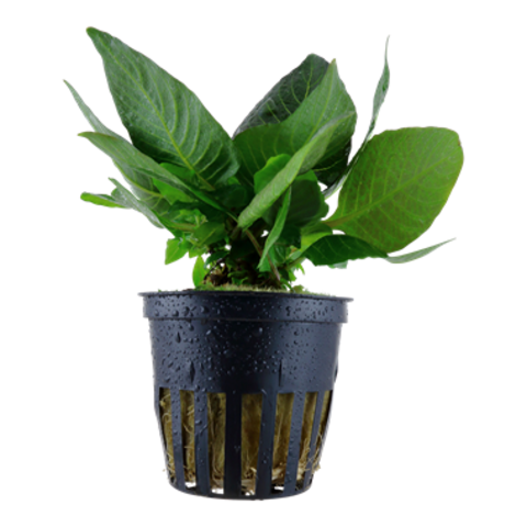 Hygrophila corymbosa 'compact' potted