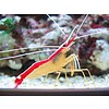 Skunk Cleaner Shrimp