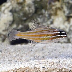  Yellow Striped Cardinalfish