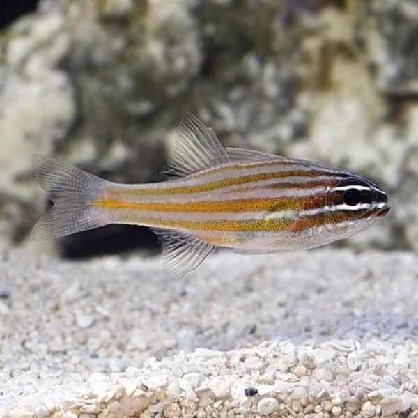  Yellow Striped Cardinalfish