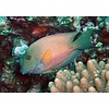 Blue Lip Bristletooth Tang