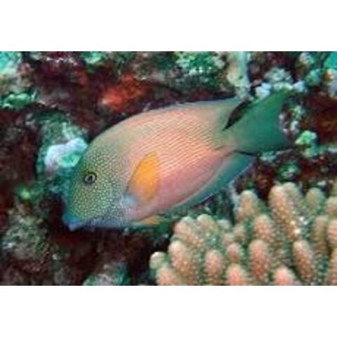 Blue Lip Bristletooth Tang