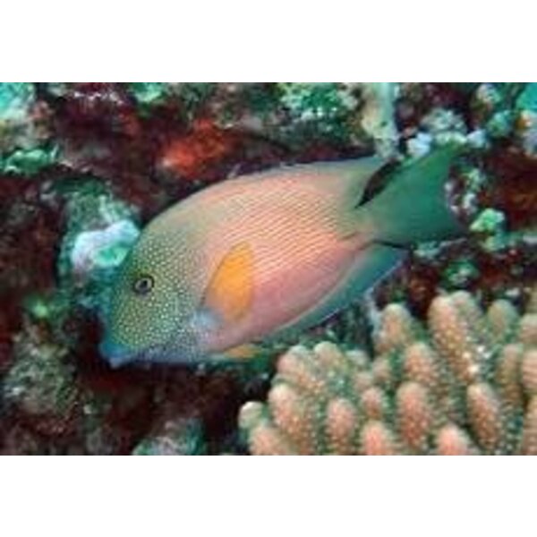  Blue Lip Bristletooth Tang