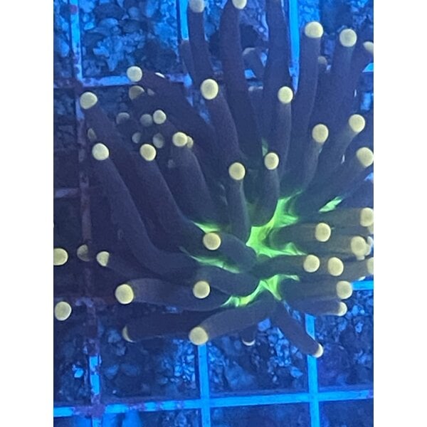  Joker Torch Frag 2 head