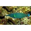 Bird Wrasse Female ( Gomphosus varius )