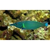 Bird Wrasse Female