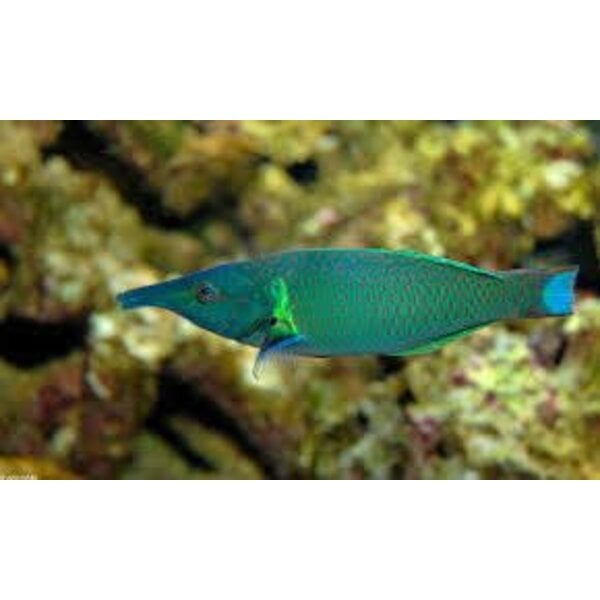 Bird Wrasse Female ( Gomphosus varius )