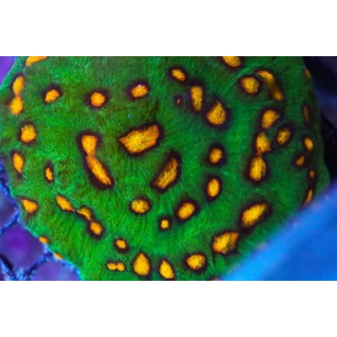 Raja Rampage Chalice Frag