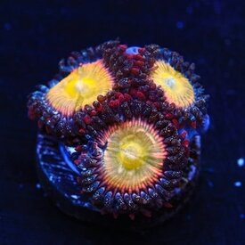  TSA Rainbow Spectrum Zoa