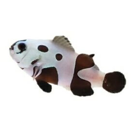  Super Storm Clownfish