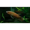 Pototi Betta ( Tiger )