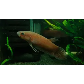  Pototi Betta ( Tiger )