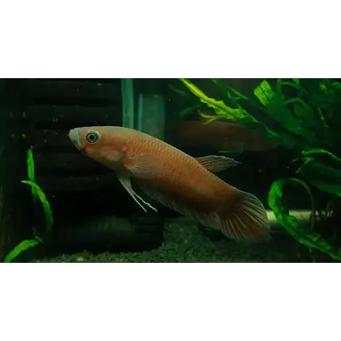 Pototi Betta ( Tiger )
