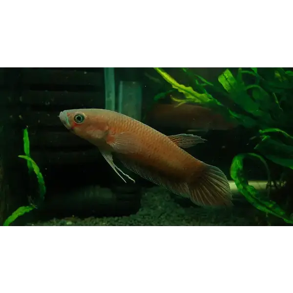  Pototi Betta ( Tiger )