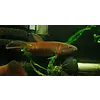Pototi Betta ( Tiger )