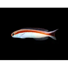 Red stripe Tilefish