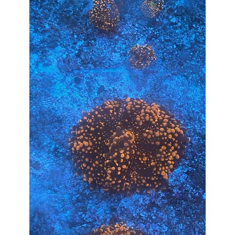 Doughboy Yuma Mushroom